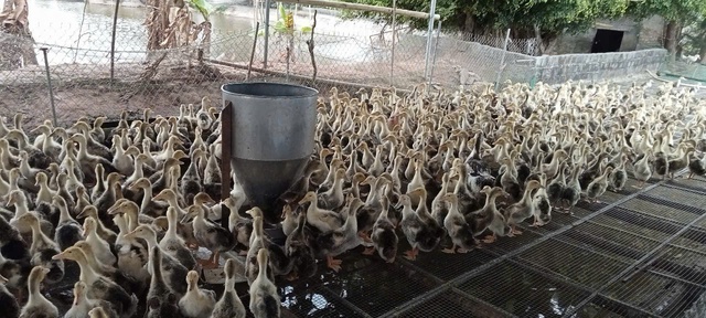 Vịt biển Đông Xuyên, nông sản sạch của người dân quê Hưng Yên- Ảnh 4.