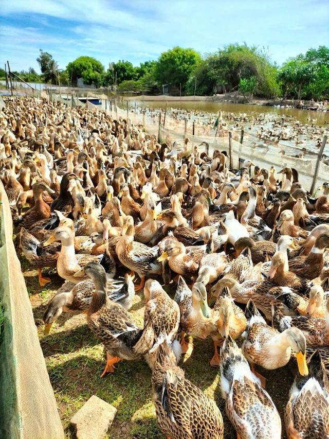 Vịt biển Đông Xuyên, nông sản sạch của người dân quê Hưng Yên- Ảnh 5.
