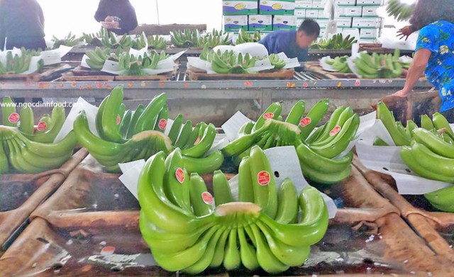 Chuối Việt Nam chiếm gần 50% thị phần nhập khẩu của Trung Quốc- Ảnh 1.