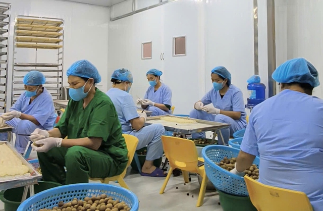 Gìn giữ và phát triển đặc sản nhãn lồng Hưng Yên- Ảnh 3. Gìn giữ và phát triển đặc sản nhãn lồng Hưng Yên- Ảnh 3.
