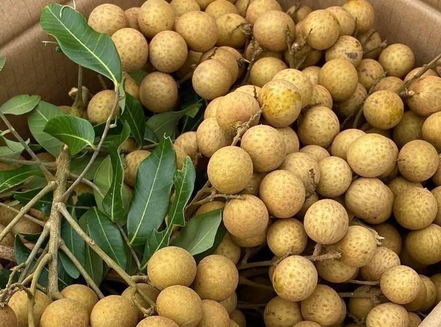 Gìn giữ và phát triển đặc sản nhãn lồng Hưng Yên- Ảnh 1. Gìn giữ và phát triển đặc sản nhãn lồng Hưng Yên- Ảnh 1.