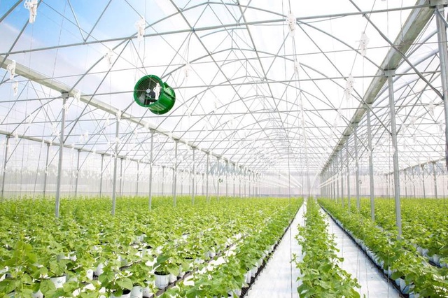 Hà Nội: Bứt phá từ nông nghiệp công nghệ cao- Ảnh 1. Hà Nội: Bứt phá từ nông nghiệp công nghệ cao- Ảnh 1.