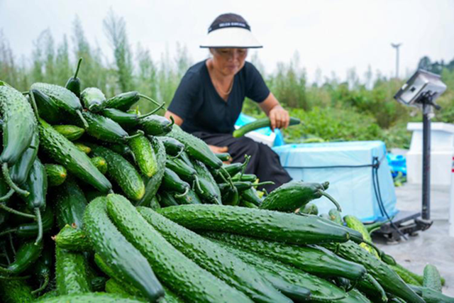 Dưa chuột "ngậm thuốc kích thích" có 3 đặc điểm này, người biết nhận ra ngay- Ảnh 3.