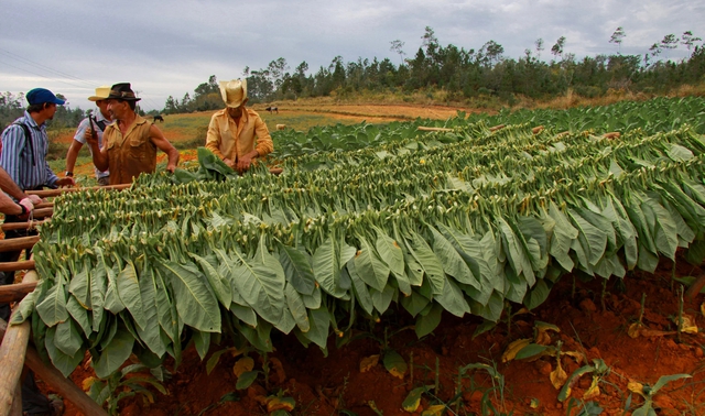 Một mặt hàng đóng góp lớn vào GDP của Cuba khiến thế giới "mê như điếu đổ", hơn 150 nước đặt mua- Ảnh 1. Một mặt hàng đóng góp lớn vào GDP của Cuba khiến thế giới "mê như điếu đổ", hơn 150 nước đặt mua- Ảnh 1.