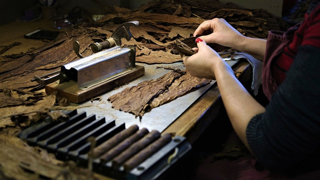 Một mặt hàng đóng góp lớn vào GDP của Cuba khiến thế giới "mê như điếu đổ", hơn 150 nước đặt mua- Ảnh 3. Một mặt hàng đóng góp lớn vào GDP của Cuba khiến thế giới "mê như điếu đổ", hơn 150 nước đặt mua- Ảnh 3.