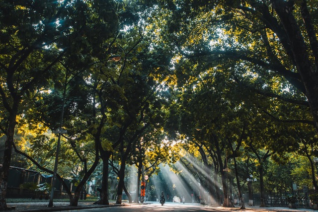 Hà Nội: Cần những giải pháp căn cơ để bảo đảm an toàn cây xanh đô thị- Ảnh 1. Hà Nội: Cần những giải pháp căn cơ để bảo đảm an toàn cây xanh đô thị- Ảnh 1.