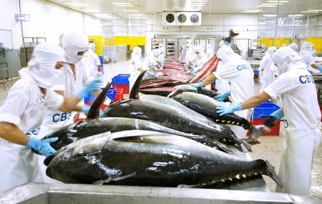 Xuất khẩu cá ngừ năm 2025 khó cán đích 1 tỷ USD- Ảnh 1.