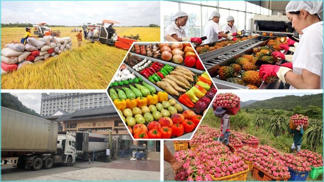 7 tháng, xuất khẩu nông, lâm, thủy sản tăng 14,7%- Ảnh 1. 7 tháng, xuất khẩu nông, lâm, thủy sản tăng 14,7%- Ảnh 1.