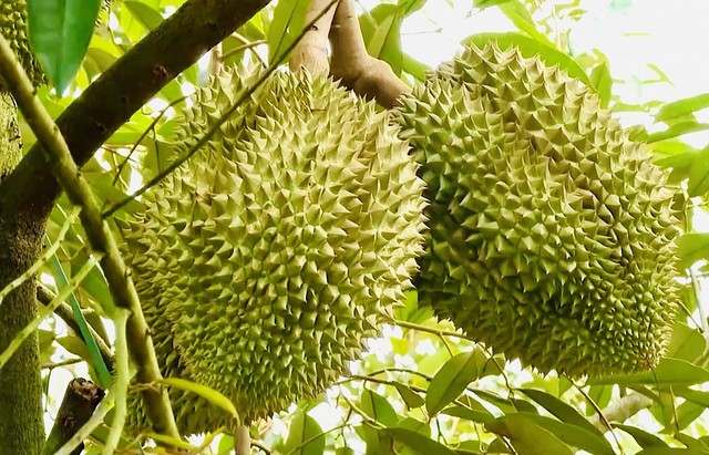 Ban hành quy trình kiểm soát an toàn thực phẩm đối với sầu riêng tươi xuất khẩu- Ảnh 1.