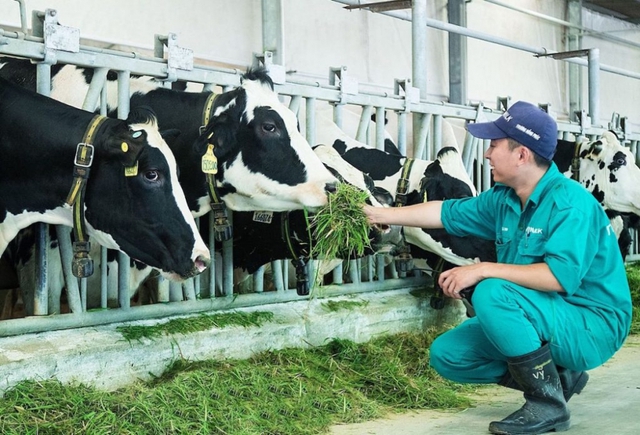 Gỡ khó cho ngành sữa tươi phát triển- Ảnh 1.