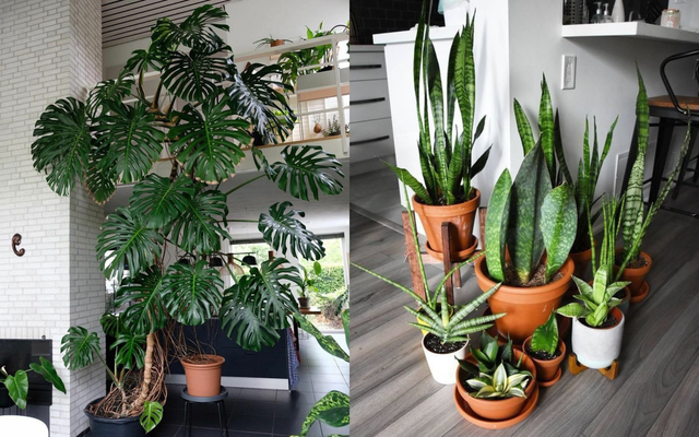 Người xưa dặn: Nhà có cây phú quý, tiền tài lăn vào cửa - 5 cây Thần Tài nên trồng- Ảnh 1. Người xưa dặn: Nhà có cây phú quý, tiền tài lăn vào cửa - 5 cây Thần Tài nên trồng- Ảnh 1.