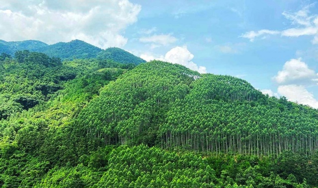 Việt Nam chuyển nhượng thêm 1 triệu tấn carbon cho Ngân hàng Thế giới- Ảnh 1. Việt Nam chuyển nhượng thêm 1 triệu tấn carbon cho Ngân hàng Thế giới- Ảnh 1.