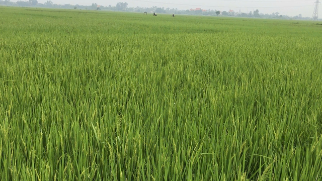 Hưng Yên: Sản xuất lúa hữu cơ, phát triển nông nghiệp sạch bền vững- Ảnh 1.