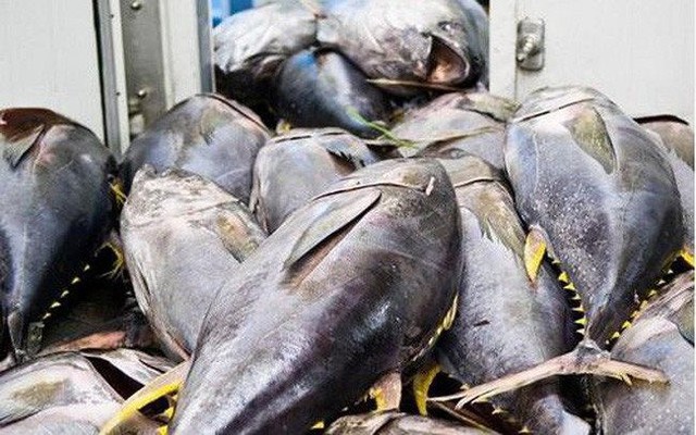 12 nghề cá bị ảnh hưởng, nguy cơ hụt thu hơn 500 triệu USD- Ảnh 1. 12 nghề cá bị ảnh hưởng, nguy cơ hụt thu hơn 500 triệu USD- Ảnh 1.