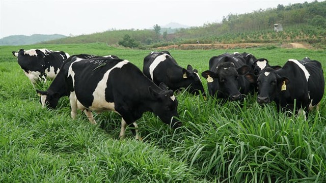 Bức tranh ngành bò sữa thay đổi rõ rệt với nhiều “gam trầm”- Ảnh 1.