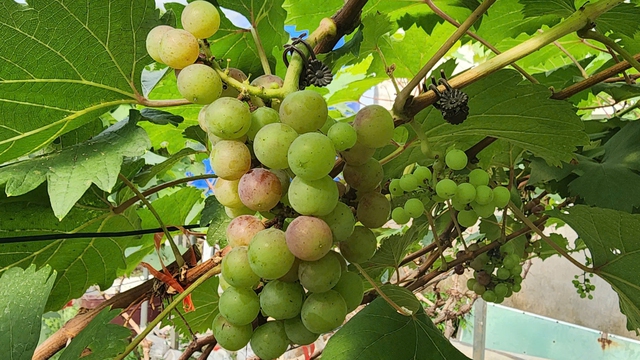Phát triển nông nghiệp xanh tuần hoàn, tạo giá trị bền vững- Ảnh 5.