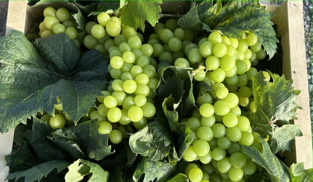 Phát triển nông nghiệp xanh tuần hoàn, tạo giá trị bền vững- Ảnh 3.