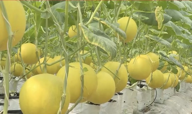 Thanh Hóa: Gần 100 doanh nghiệp, hợp tác xã tham gia chuỗi cung ứng nông sản, thực phẩm an toàn- Ảnh 1.