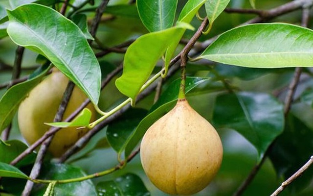 Năm 2025, Việt Nam xuất khẩu hơn 4.200 tấn bạch đậu khấu và nhục đậu khấu- Ảnh 1.