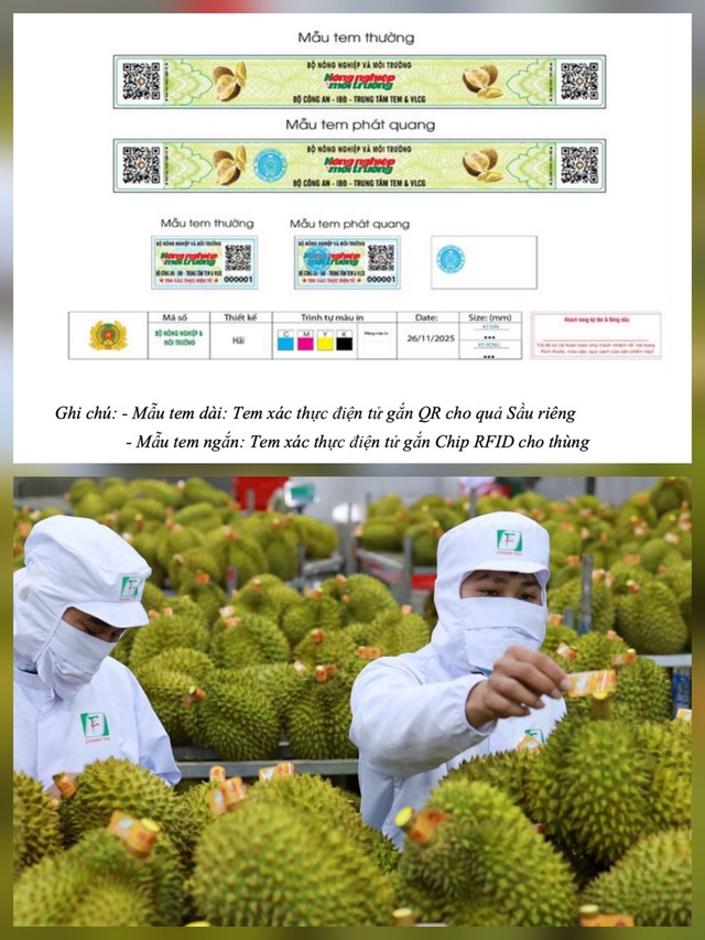 Mỗi trái sầu riêng sẽ có mã số riêng truy xuất nguồn gốc từ vườn trồng, đơn vị đóng gói, vận chuyển cho đến tay người tiêu dùng