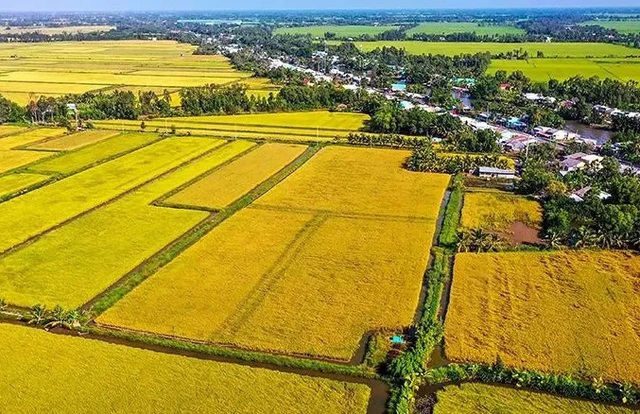 Tổng diện tích lúa giảm phát thải đạt 312.734 ha- Ảnh 1.