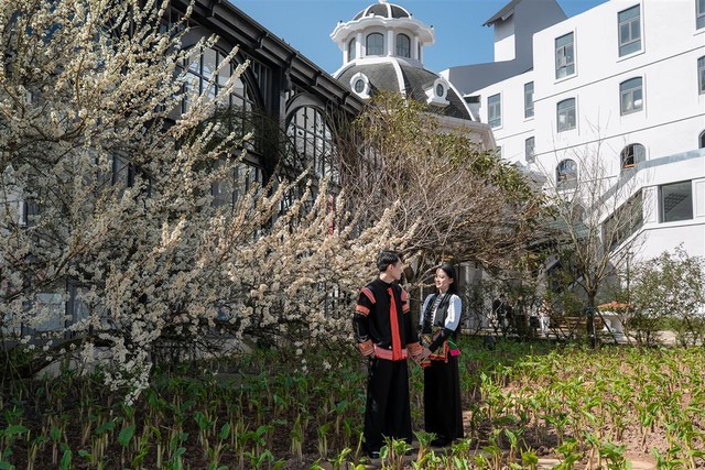 Hoa mận, hoa Anh đào bung nở rực rỡ, đón xuân sớm trên đỉnh Fansipan- Ảnh 1.