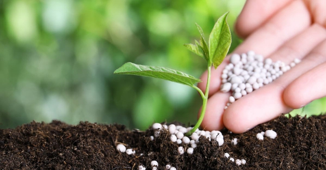 Năm 2025, xuất khẩu phân bón tăng trưởng mạnh cả về sản lượng và kim ngạch- Ảnh 1.