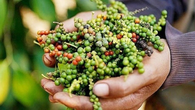 Xuất khẩu hồ tiêu của Việt Nam khởi sắc ngay trong đầu năm 2026- Ảnh 1.