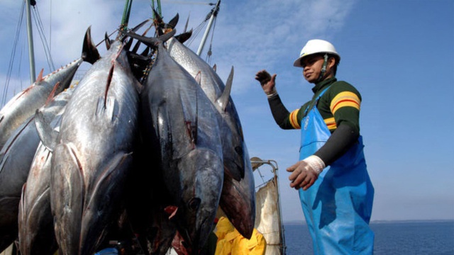 Xuất khẩu cá ngừ sang Canada biến động theo từng tháng- Ảnh 1.