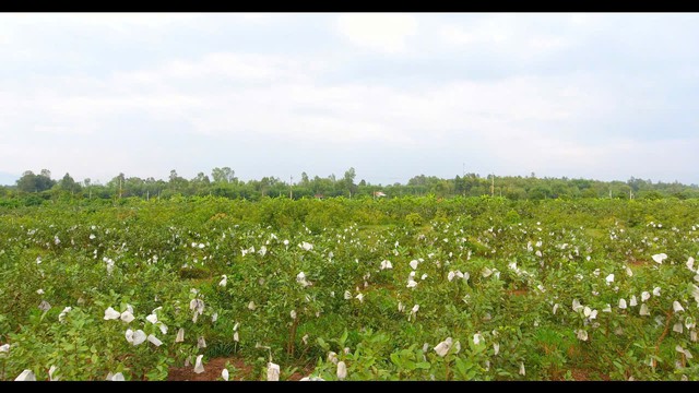 Phan Ngọc Anh: Nông dân xuất sắc 40 năm Đổi mới - từ đất cằn dựng nghiệp, "quả ngọt" sẻ chia cùng đời - Ảnh 2.