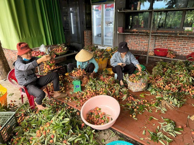 Phan Ngọc Anh: Nông dân xuất sắc 40 năm Đổi mới - từ đất cằn dựng nghiệp, "quả ngọt" sẻ chia cùng đời - Ảnh 3.