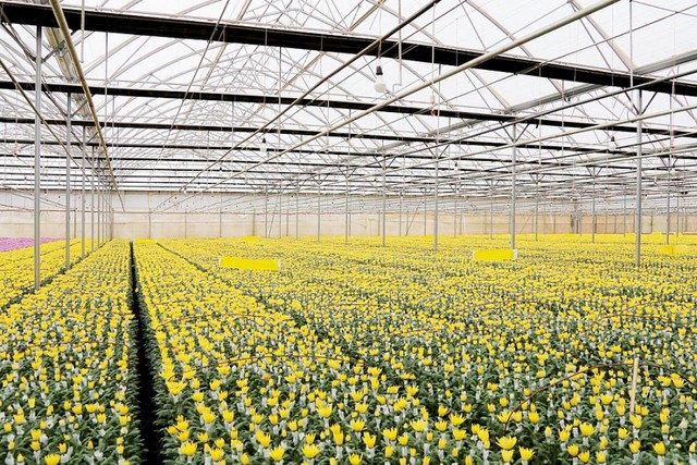 Nhật Bản là thị trường quan trọng với hoa cúc Việt Nam- Ảnh 1.