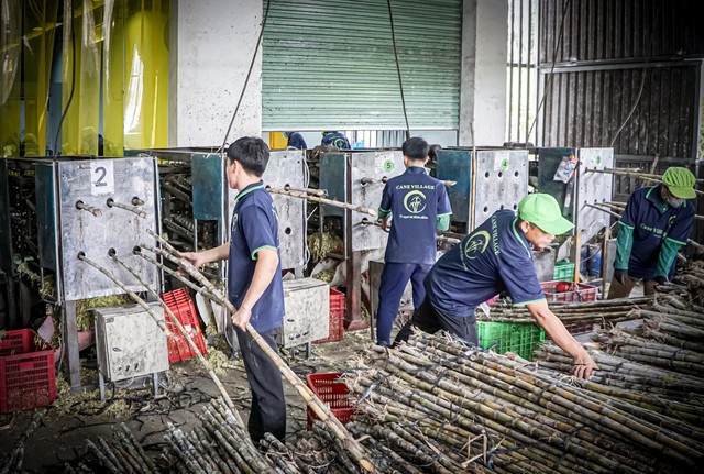 Cận cảnh quy trình "đóng băng" cây mía tươi xuất ngoại- Ảnh 1.