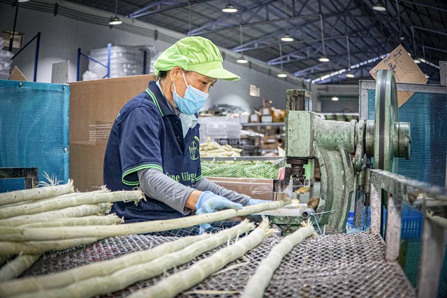 Cận cảnh quy trình "đóng băng" cây mía tươi xuất ngoại- Ảnh 4.