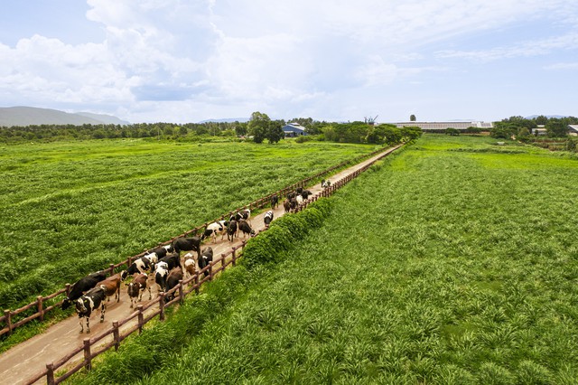 18 năm đạt Thương hiệu Quốc gia và hành trình không ngừng nâng chuẩn của Vinamilk- Ảnh 4.