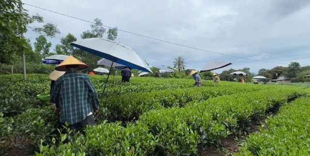 Thái Nguyên;
" Đại Phúc – Điểm đến du lịch xanh"- Ảnh 2.
