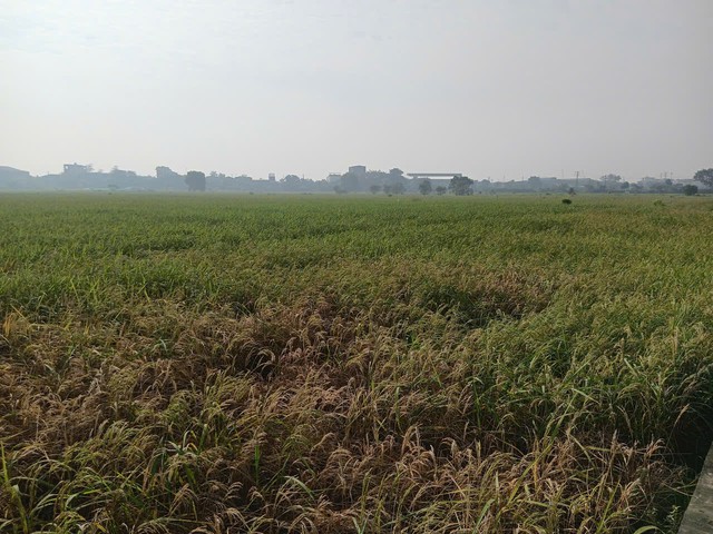 Hơn 8.000m² đất tại Thư Lâm được phân bổ cho nhà ở xã hội và hạ tầng - Ảnh 1.