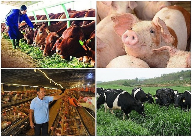 Ngành chăn nuôi trước sức ép giảm giá thành và nâng hiệu quả sản xuất- Ảnh 1.