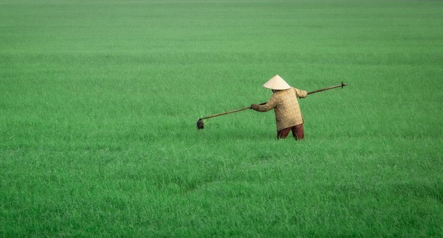 Khởi động Dự án GORICE hướng tới chuỗi giá trị lúa gạo chất lượng cao, phát thải thấp- Ảnh 6.