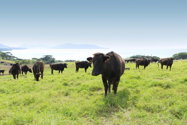 Khám phá tiềm năng Wagyu Nhật Bản: Từ nghệ thuật ẩm thực đến cơ hội kinh doanh - Ảnh 1.