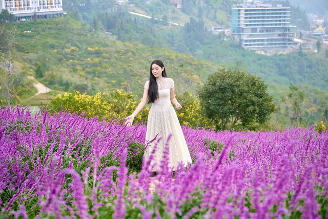 Fansipan hút hồn du khách bởi thiên đường hoa tam giác mạch và xác pháo tím - Ảnh 4.