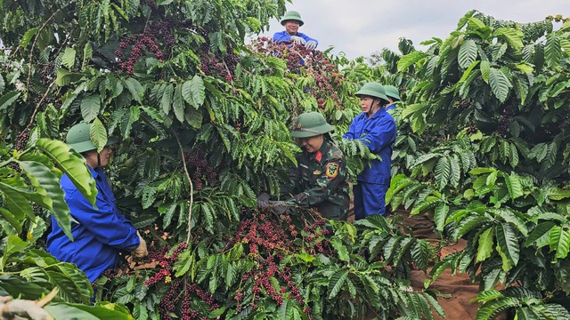Bước tiến mới khẳng định thương hiệu “Cà phê người lính” - Ảnh 2.