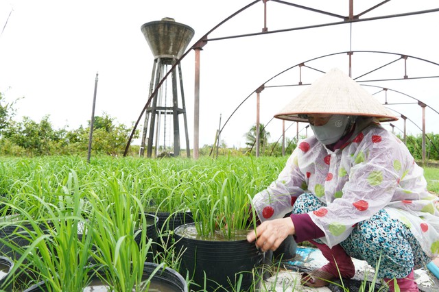 Cần Thơ tổ chức Festival Quốc tế Ngành hàng Lúa gạo lần thứ II, tôn vinh giá trị hạt gạo Việt Nam- Ảnh 3.