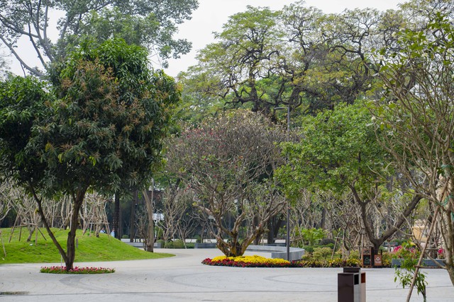 Khoảng lặng xanh đặc biệt ở công viên số 1 Lý Thái Tổ và nỗ lực giữ từng gốc cây cho thành phố- Ảnh 1.