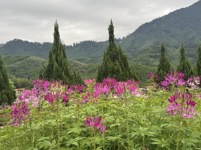 “Hoa Bộ đội”- Ảnh 8.