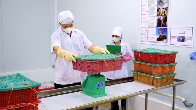 KLC Group và chiến lược tham gia chuỗi giá trị thủy hải sản trong hợp tác Việt – Trung- Ảnh 1.