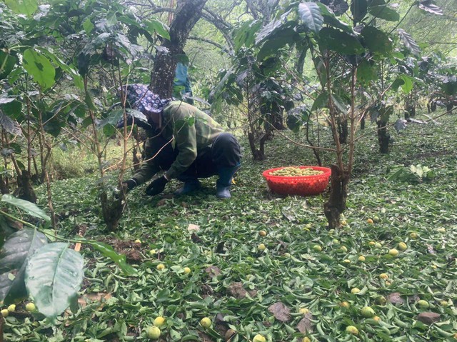 Mưa đá gây thiệt hại nặng nề cho nhiều nhà vườn tại Sơn La- Ảnh 1.