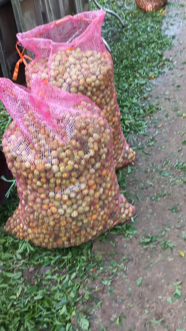 Mưa đá gây thiệt hại nặng nề cho nhiều nhà vườn tại Sơn La- Ảnh 3.