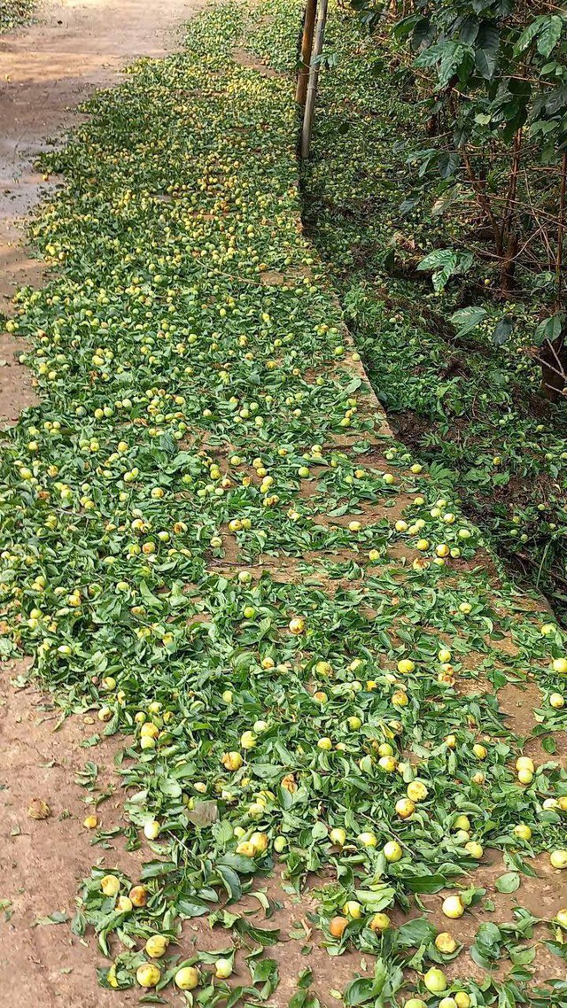 Mưa đá gây thiệt hại nặng nề cho nhiều nhà vườn tại Sơn La- Ảnh 4.