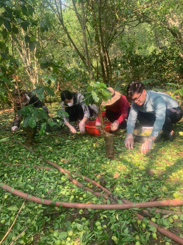 Mưa đá gây thiệt hại nặng nề cho nhiều nhà vườn tại Sơn La- Ảnh 5.